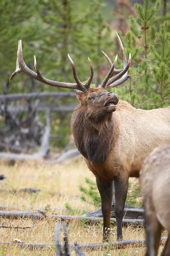 Elk. Madison River, Yellowstone National Park, Wyoming, USA, Cervus canadensis, natural history stock photograph, photo id 20988