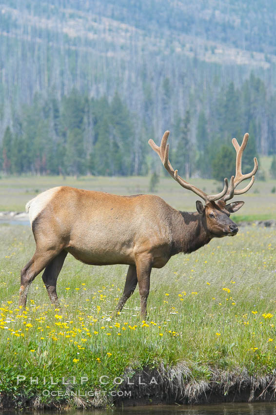 Bull elk, antlers bearing velvet, Gibbon Meadow. Elk are the most abundant large mammal found in Yellowstone National Park. More than 30,000 elk from 8 different herds summer in Yellowstone and approximately 15,000 to 22,000 winter in the park. Bulls grow antlers annually from the time they are nearly one year old. When mature, a bulls rack may have 6 to 8 points or tines on each side and weigh more than 30 pounds. The antlers are shed in March or April and begin regrowing in May, when the bony growth is nourished by blood vessels and covered by furry-looking velvet. Gibbon Meadows, Wyoming, USA, Cervus canadensis, natural history stock photograph, photo id 13199