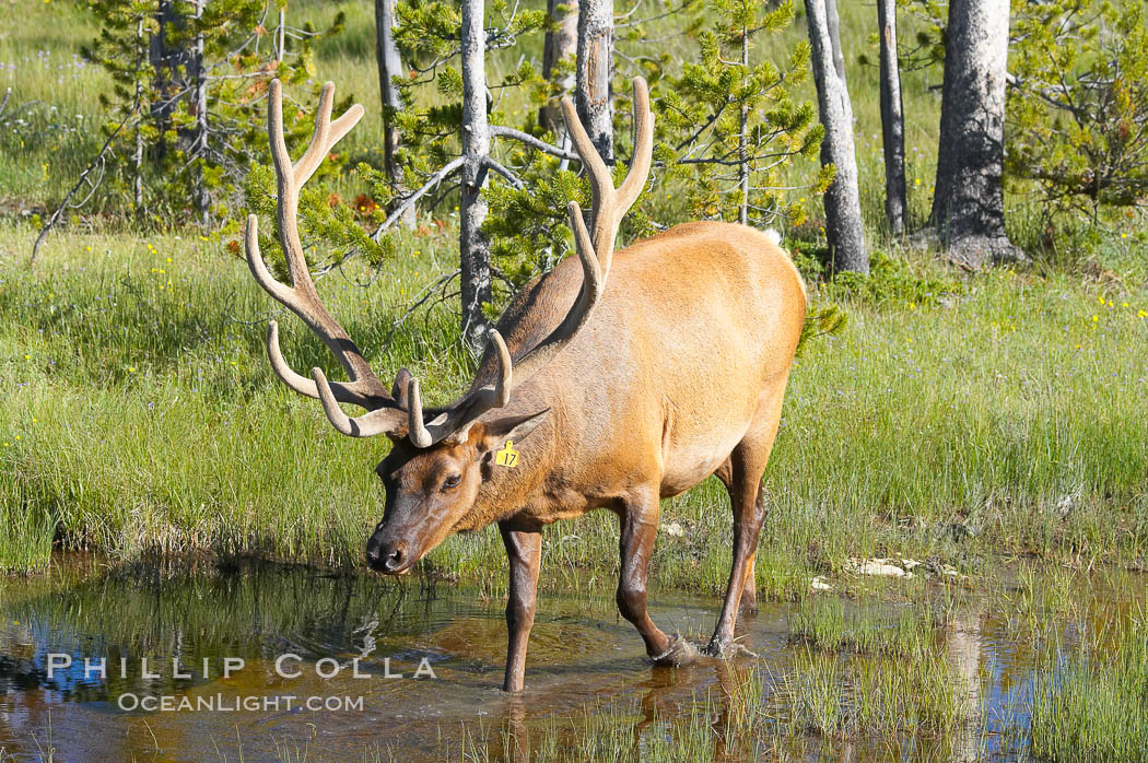 Bull elk, antlers bearing velvet, Gibbon Meadow. Elk are the most abundant large mammal found in Yellowstone National Park. More than 30,000 elk from 8 different herds summer in Yellowstone and approximately 15,000 to 22,000 winter in the park. Bulls grow antlers annually from the time they are nearly one year old. When mature, a bulls rack may have 6 to 8 points or tines on each side and weigh more than 30 pounds. The antlers are shed in March or April and begin regrowing in May, when the bony growth is nourished by blood vessels and covered by furry-looking velvet. Gibbon Meadows, Wyoming, USA, Cervus canadensis, natural history stock photograph, photo id 13223