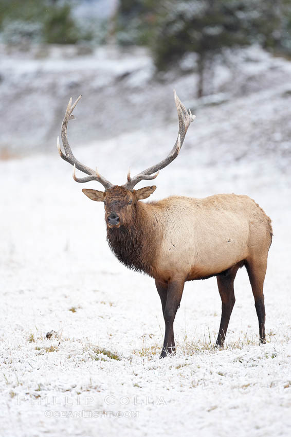 Large male elk (bull) in snow covered meadow near Madison River.  Only male elk have antlers, which start growing in the spring and are shed each winter. The largest antlers may be 4 feet long and weigh up to 40 pounds. Antlers are made of bone which can grow up to one inch per day. While growing, the antlers are covered with and protected by a soft layer of highly vascularised skin known as velvet. The velvet is shed in the summer when the antlers have fully developed. Bull elk may have six or more tines on each antler, however the number of tines has little to do with the age or maturity of a particular animal. Yellowstone National Park, Wyoming, USA, Cervus canadensis, natural history stock photograph, photo id 19751