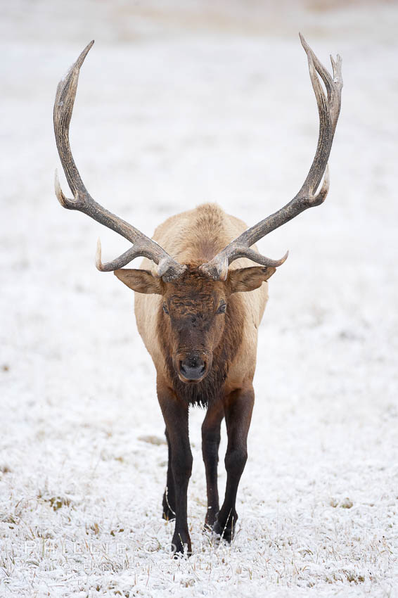 Large male elk (bull) in snow covered meadow near Madison River.  Only male elk have antlers, which start growing in the spring and are shed each winter. The largest antlers may be 4 feet long and weigh up to 40 pounds. Antlers are made of bone which can grow up to one inch per day. While growing, the antlers are covered with and protected by a soft layer of highly vascularised skin known as velvet. The velvet is shed in the summer when the antlers have fully developed. Bull elk may have six or more tines on each antler, however the number of tines has little to do with the age or maturity of a particular animal. Yellowstone National Park, Wyoming, USA, Cervus canadensis, natural history stock photograph, photo id 19767