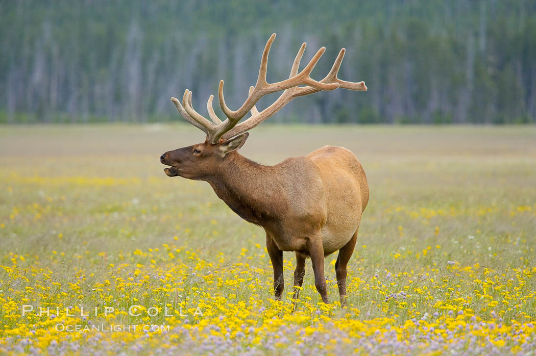 Bull elk, antlers bearing velvet, Gibbon Meadow. Elk are the most abundant large mammal found in Yellowstone National Park. More than 30,000 elk from 8 different herds summer in Yellowstone and approximately 15,000 to 22,000 winter in the park. Bulls grow antlers annually from the time they are nearly one year old. When mature, a bulls rack may have 6 to 8 points or tines on each side and weigh more than 30 pounds. The antlers are shed in March or April and begin regrowing in May, when the bony growth is nourished by blood vessels and covered by furry-looking velvet. Gibbon Meadows, Wyoming, USA, Cervus canadensis, natural history stock photograph, photo id 13173