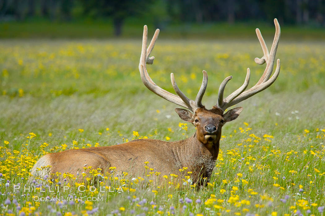 Elk rest in tall grass surrounded by wildflowers, Gibbon Meadow. Gibbon Meadows, Yellowstone National Park, Wyoming, USA, Cervus canadensis, natural history stock photograph, photo id 13217