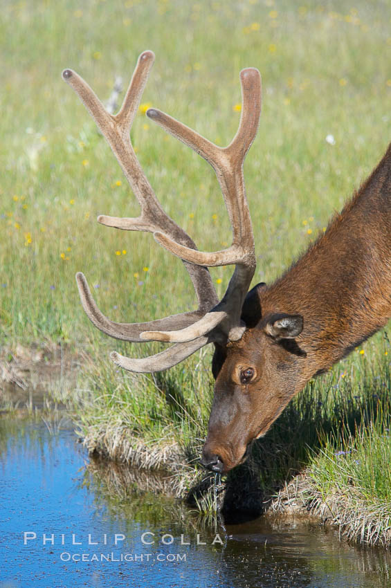 Elk in the Gibbon River. Gibbon Meadows, Yellowstone National Park, Wyoming, USA, Cervus canadensis, natural history stock photograph, photo id 13237