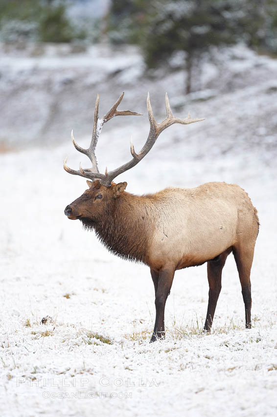 Large male elk (bull) in snow covered meadow near Madison River.  Only male elk have antlers, which start growing in the spring and are shed each winter. The largest antlers may be 4 feet long and weigh up to 40 pounds. Antlers are made of bone which can grow up to one inch per day. While growing, the antlers are covered with and protected by a soft layer of highly vascularised skin known as velvet. The velvet is shed in the summer when the antlers have fully developed. Bull elk may have six or more tines on each antler, however the number of tines has little to do with the age or maturity of a particular animal. Yellowstone National Park, Wyoming, USA, Cervus canadensis, natural history stock photograph, photo id 19749