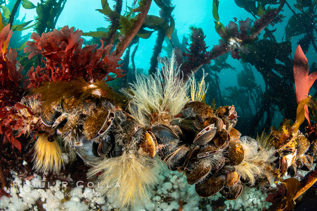 Invertebrate life clings to stalks of bull kelp. Browning Pass, Vancouver Island. British Columbia, Canada, Nereocystis luetkeana, natural history stock photograph, photo id 35518