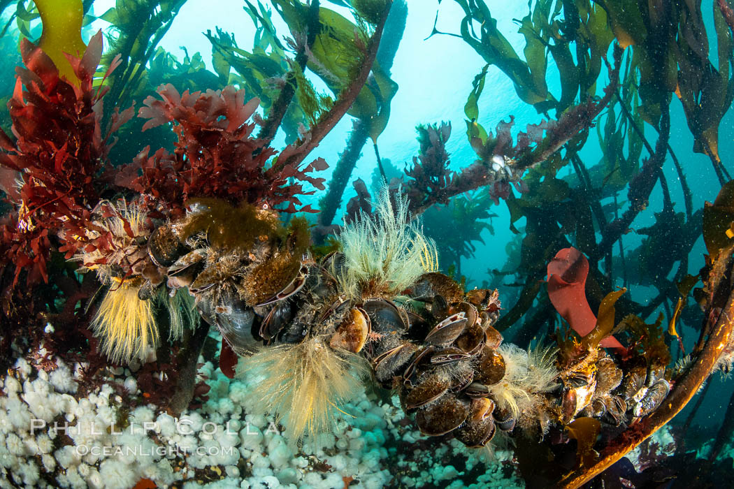 Invertebrate life clings to stalks of bull kelp. Browning Pass, Vancouver Island. British Columbia, Canada, Nereocystis luetkeana, natural history stock photograph, photo id 35412