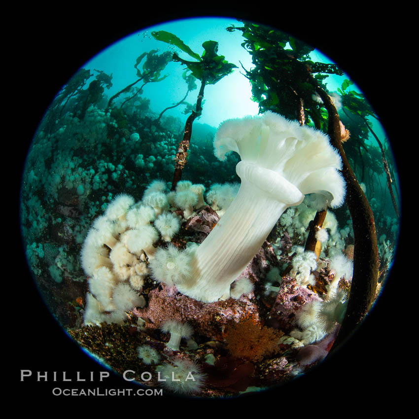 A forest of bull kelp rises above a colorful cold water reef, rich with invertebrate life. Browning Pass, Vancouver Island. British Columbia, Canada, Metridium farcimen, Nereocystis luetkeana, natural history stock photograph, photo id 35299