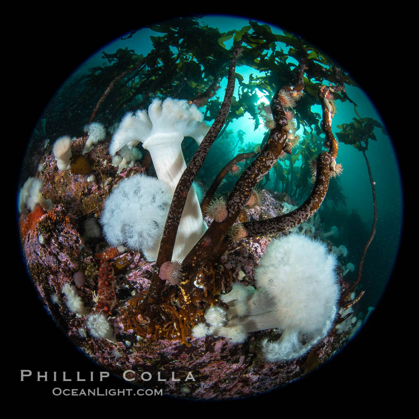 A forest of bull kelp rises above a colorful cold water reef, rich with invertebrate life. Browning Pass, Vancouver Island. British Columbia, Canada, Metridium farcimen, Nereocystis luetkeana, natural history stock photograph, photo id 35367