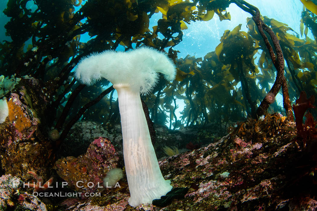 A forest of bull kelp rises above a colorful cold water reef, rich with invertebrate life. Browning Pass, Vancouver Island. British Columbia, Canada, Metridium farcimen, Nereocystis luetkeana, natural history stock photograph, photo id 35415