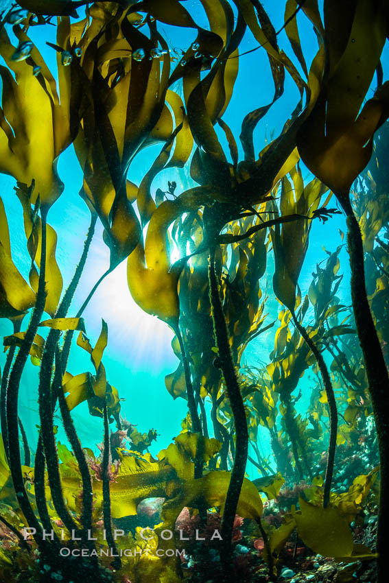Bull kelp forest near Vancouver Island and Queen Charlotte Strait, Browning Pass, Canada. British Columbia, Nereocystis luetkeana, natural history stock photograph, photo id 35490