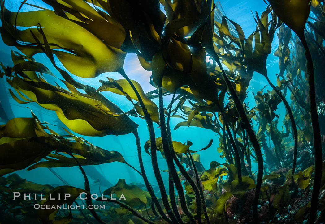Bull kelp forest near Vancouver Island and Queen Charlotte Strait, Browning Pass, Canada. British Columbia, Nereocystis luetkeana, natural history stock photograph, photo id 35492