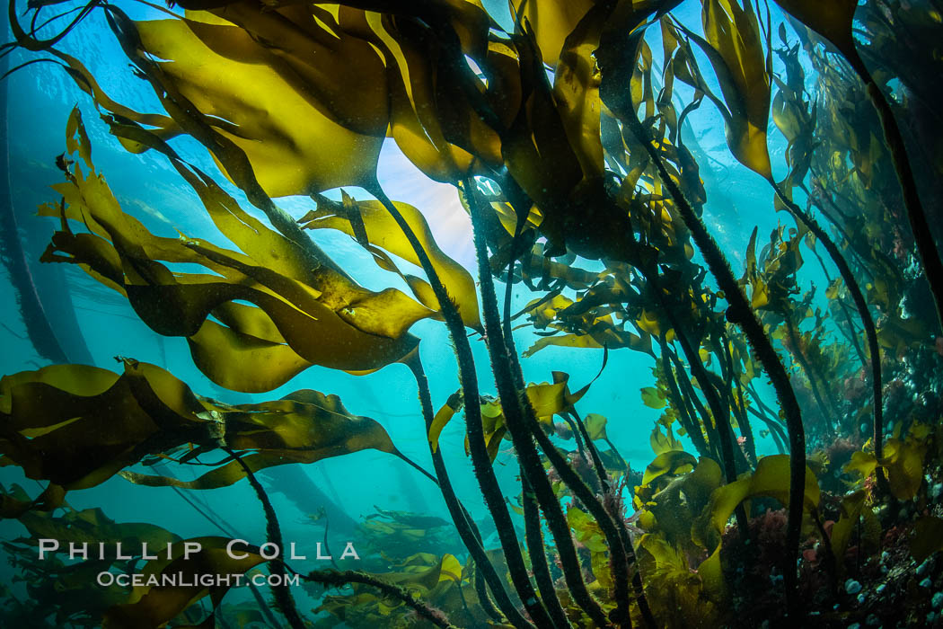 Bull kelp forest near Vancouver Island and Queen Charlotte Strait, Browning Pass, Canada. British Columbia, Nereocystis luetkeana, natural history stock photograph, photo id 35331