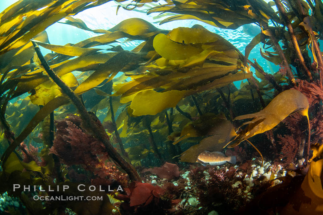 Bull kelp forest near Vancouver Island and Queen Charlotte Strait, Browning Pass, Canada. British Columbia, Nereocystis luetkeana, natural history stock photograph, photo id 35411