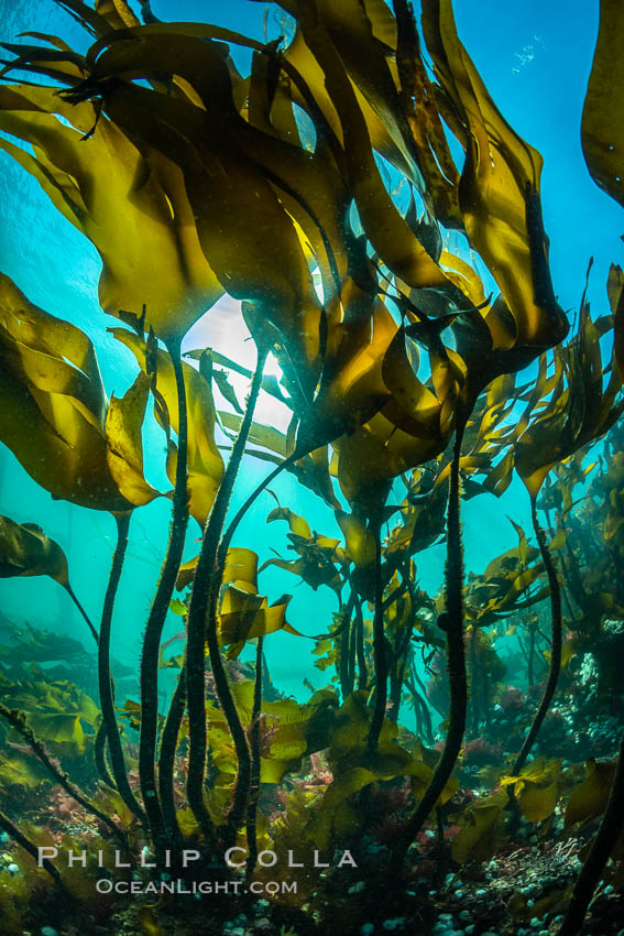 Bull kelp forest near Vancouver Island and Queen Charlotte Strait, Browning Pass, Canada. British Columbia, Nereocystis luetkeana, natural history stock photograph, photo id 35491