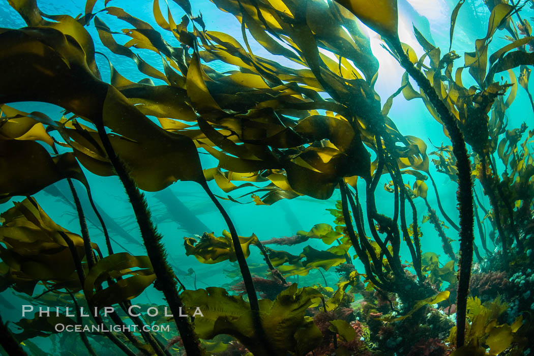 Bull kelp forest near Vancouver Island and Queen Charlotte Strait, Browning Pass, Canada. British Columbia, Nereocystis luetkeana, natural history stock photograph, photo id 35489