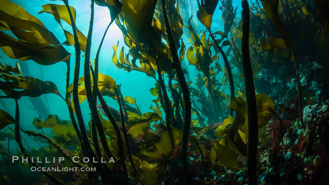 Bull kelp forest near Vancouver Island and Queen Charlotte Strait, Browning Pass, Canada. British Columbia, Nereocystis luetkeana, natural history stock photograph, photo id 35493