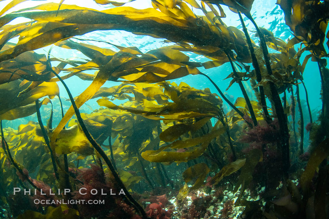 Bull kelp forest near Vancouver Island and Queen Charlotte Strait, Browning Pass, Canada. British Columbia, Nereocystis luetkeana, natural history stock photograph, photo id 35545