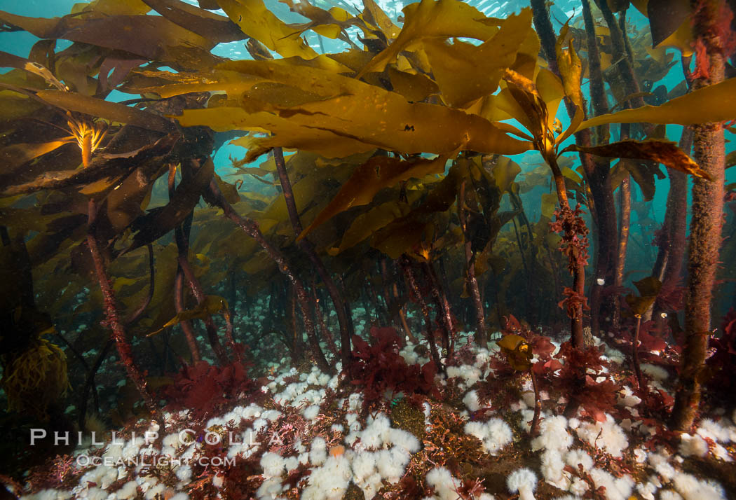 Bull kelp forest near Vancouver Island and Queen Charlotte Strait, anemones cling to the kelp stalks, Browning Pass, Canada. British Columbia, Metridium senile, Nereocystis luetkeana, natural history stock photograph, photo id 34394