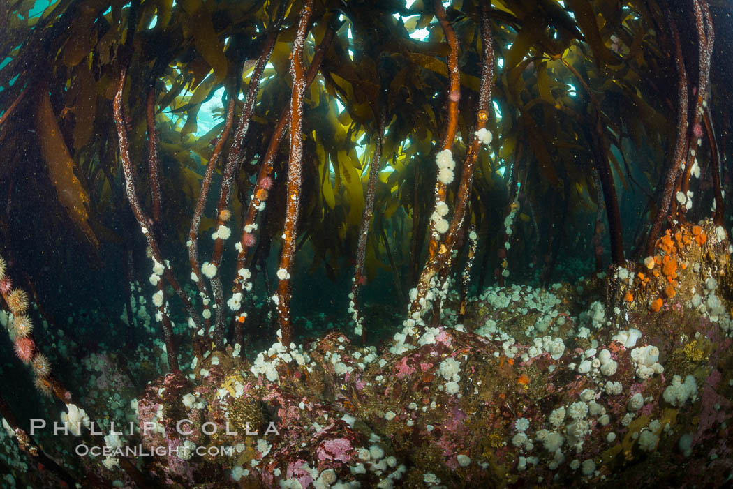 Bull kelp forest near Vancouver Island and Queen Charlotte Strait, anemones cling to the kelp stalks, Browning Pass, Canada. British Columbia, Nereocystis luetkeana, natural history stock photograph, photo id 34409