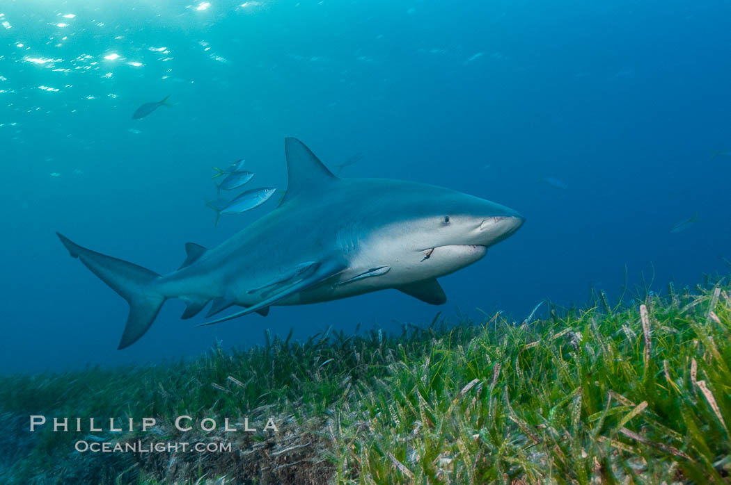 Bull shark. Great Isaac Island, Bahamas, Carcharhinus leucas, natural history stock photograph, photo id 12722