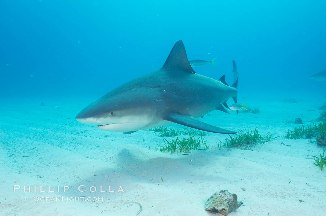Bull shark. Great Isaac Island, Bahamas, Carcharhinus leucas, natural history stock photograph, photo id 12716