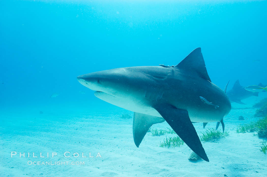 Bull shark. Great Isaac Island, Bahamas, Carcharhinus leucas, natural history stock photograph, photo id 12719