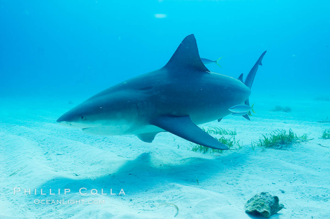 Bull shark. Great Isaac Island, Bahamas, Carcharhinus leucas, natural history stock photograph, photo id 12724