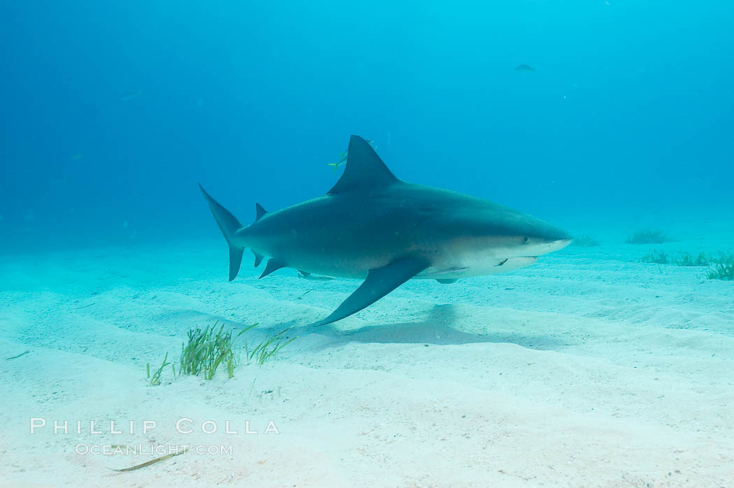 Bull shark. Great Isaac Island, Bahamas, Carcharhinus leucas, natural history stock photograph, photo id 12727