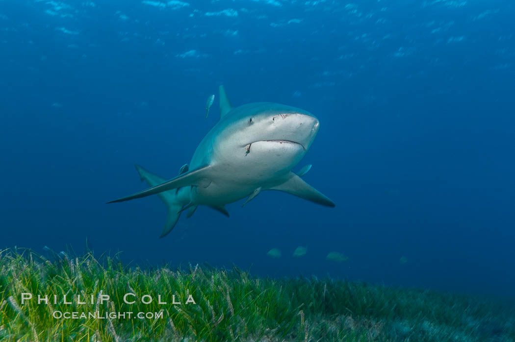 Bull shark. Great Isaac Island, Bahamas, Carcharhinus leucas, natural history stock photograph, photo id 12721