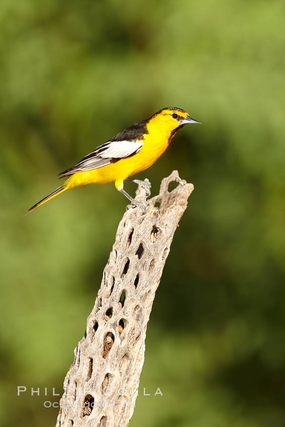 Bullock's oriole, first year male. Amado, Arizona, USA, Icterus bullockii, natural history stock photograph, photo id 23012