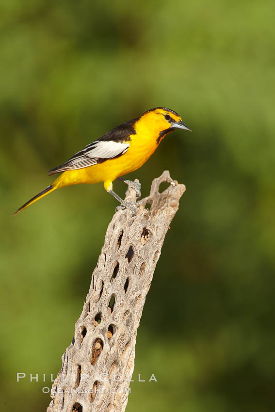 Bullock's oriole, first year male. Amado, Arizona, USA, Icterus bullockii, natural history stock photograph, photo id 22895