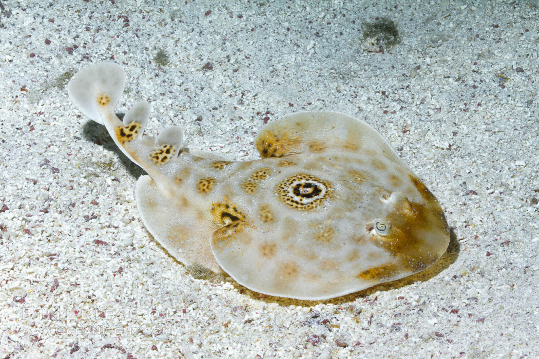 Bullseye torpedo electric ray, Sea of Cortez, Baja California, Mexico., Diplobatis ommata, natural history stock photograph, photo id 27542