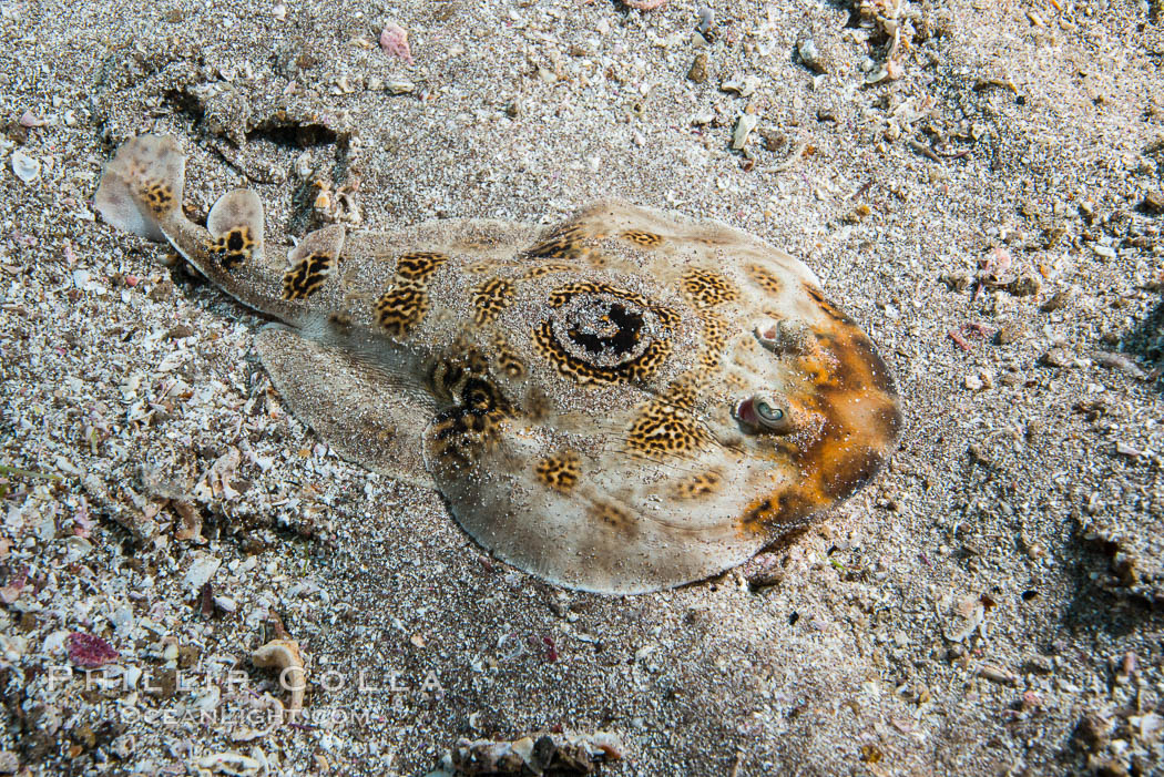 Bullseye torpedo electric ray. Punta Alta, Baja California, Mexico, natural history stock photograph, photo id 32570