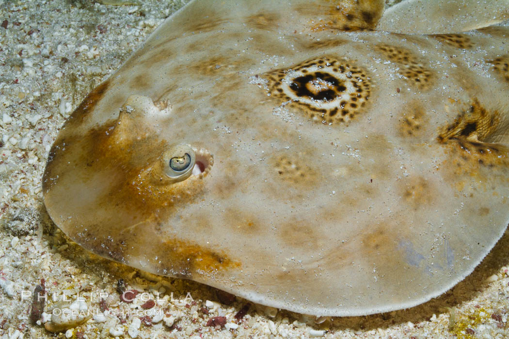 Bullseye torpedo electric ray, Sea of Cortez, Baja California, Mexico., Diplobatis ommata, natural history stock photograph, photo id 27544