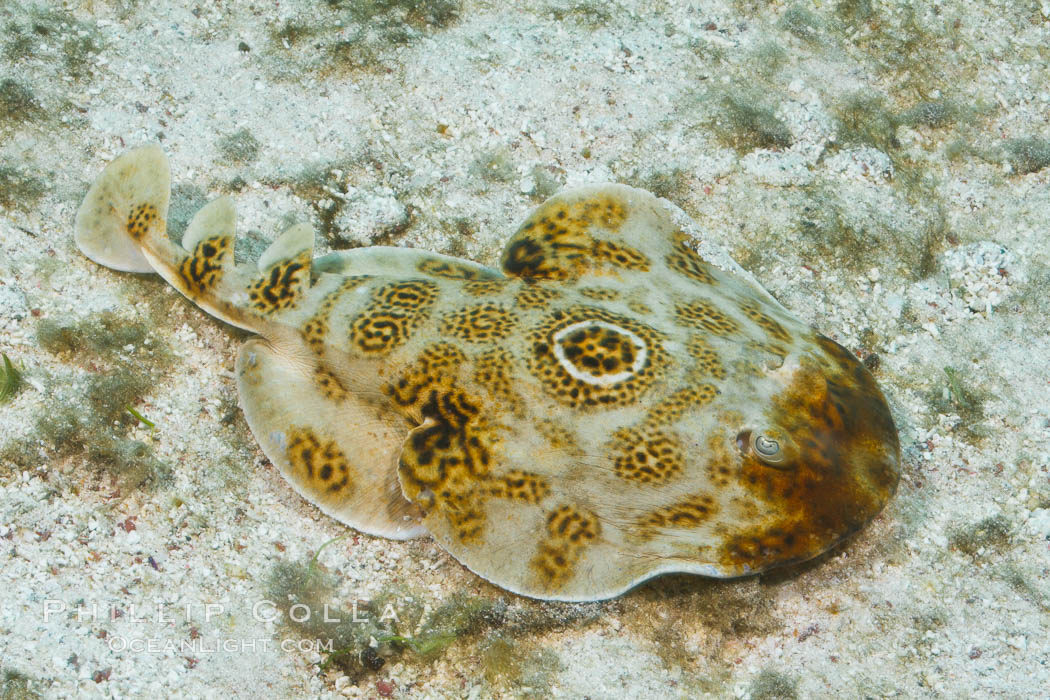 Bullseye torpedo electric ray, Sea of Cortez, Baja California, Mexico., Diplobatis ommata, natural history stock photograph, photo id 27547