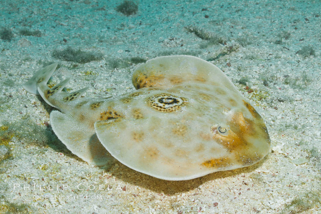 Bullseye torpedo electric ray, Sea of Cortez, Baja California, Mexico., Diplobatis ommata, natural history stock photograph, photo id 27545