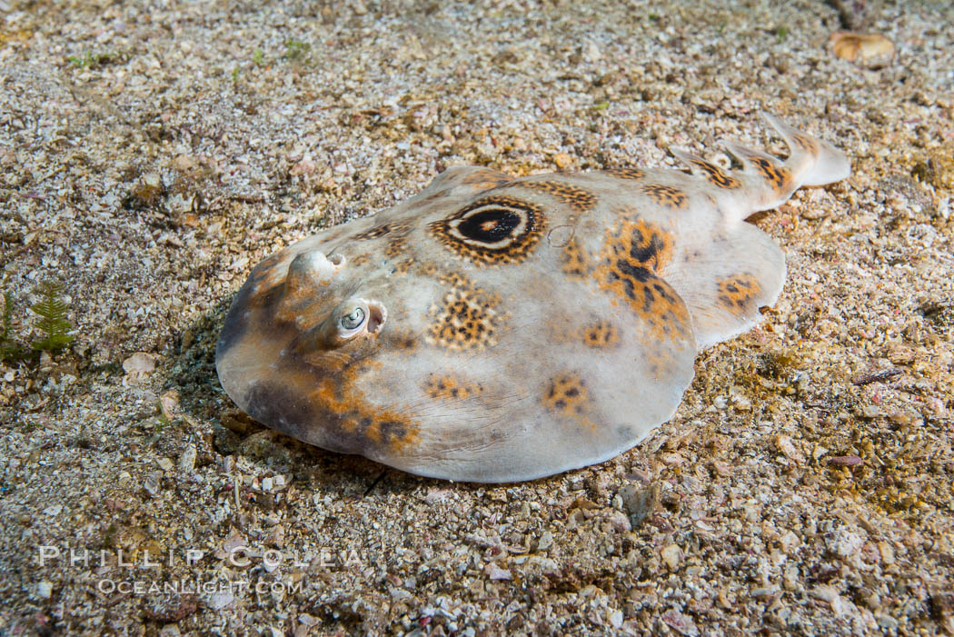 Bullseye torpedo electric ray. Punta Alta, Baja California, Mexico, natural history stock photograph, photo id 32569