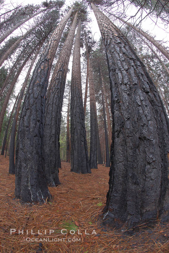 Burned tree trunks, charred bark, burnt trees resulting from a controlled burn fire. Yosemite National Park, California, USA, natural history stock photograph, photo id 22750