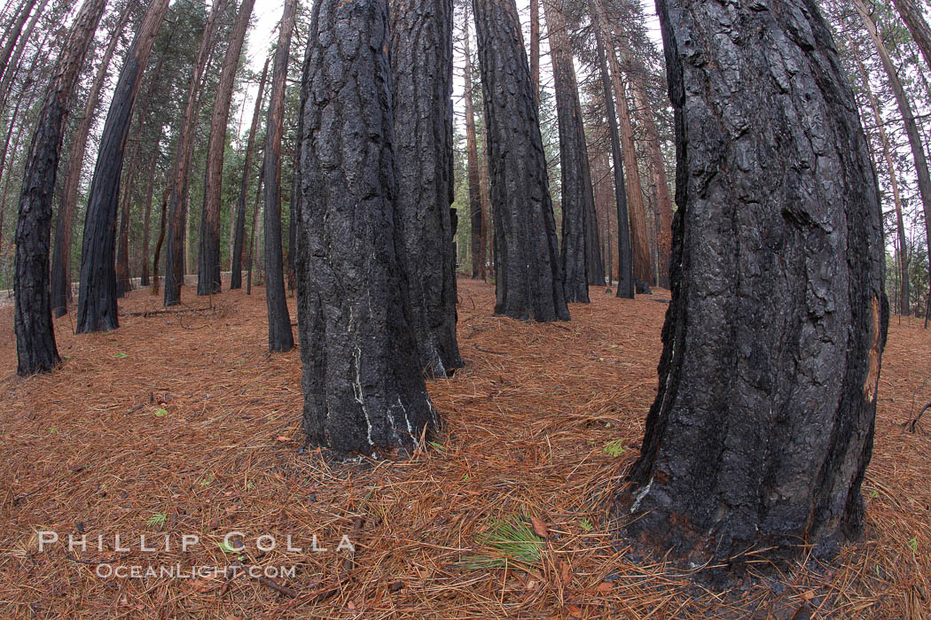 Burned tree trunks, charred bark, burnt trees resulting from a controlled burn fire. Yosemite National Park, California, USA, natural history stock photograph, photo id 22756