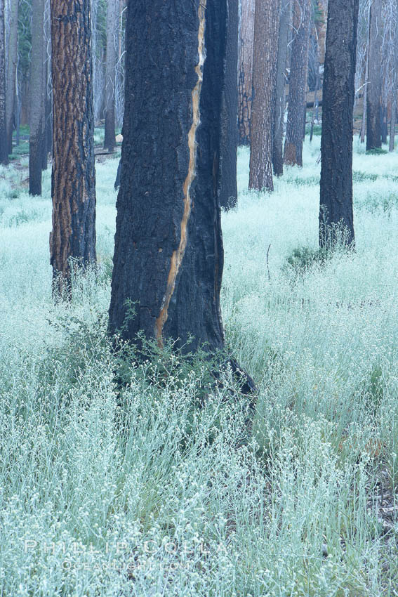 Lowlying plants grow where a forest fire has cleared the forest floor of debris, allowing seeds of small shrubs and trees to take root.  The charred and burnt trees remain behind, some of them still alive in spite of their blackened appearance. Mariposa Grove, Yosemite National Park, California, USA, natural history stock photograph, photo id 23277