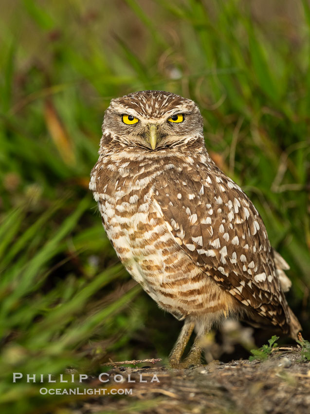 Burrowing owl, Cape Coral, Florida, subspecies Athene cunicularia floridana. This 10-inch-tall burrowing owl is standing beside its burrow. These burrows are usually created by squirrels, prairie dogs, or other rodents and even turtles, and only rarely dug by the owl itself, Athene cunicularia floridana, Athene cunicularia Burrowing owl, Cape Coral, Florida, subspecies Athene cunicularia floridana. This 10-inch-tall burrowing owl is standing beside its burrow. These burrows are usually created by squirrels, prairie dogs, or other rodents and even turtles, and only rarely dug by the owl itself, Athene cunicularia floridana, Athene cunicularia