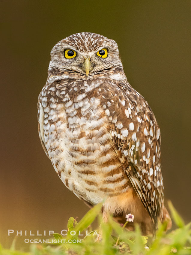 Burrowing owl, Cape Coral, Florida, subspecies Athene cunicularia floridana. This 10-inch-tall burrowing owl is standing beside its burrow. These burrows are usually created by squirrels, prairie dogs, or other rodents and even turtles, and only rarely dug by the owl itself, Athene cunicularia floridana, Athene cunicularia Burrowing owl, Cape Coral, Florida, subspecies Athene cunicularia floridana. This 10-inch-tall burrowing owl is standing beside its burrow. These burrows are usually created by squirrels, prairie dogs, or other rodents and even turtles, and only rarely dug by the owl itself, Athene cunicularia floridana, Athene cunicularia