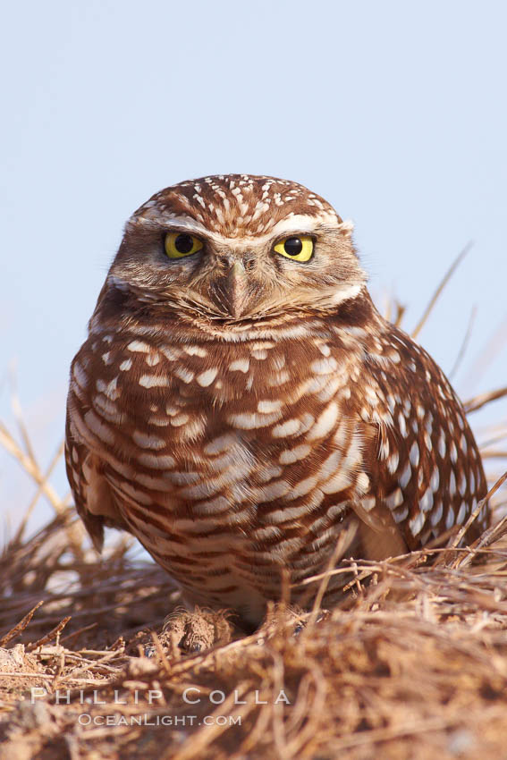 Burrowing owl (Western North American race hypugaea). This 10-inch-tall burrowing owl is standing besides its burrow. These burrows are usually created by squirrels, prairie dogs, or other rodents and even turtles, and only rarely dug by the owl itself. Salton Sea, Imperial County, California, USA, Athene cunicularia, Athene cunicularia hypugaea, natural history stock photograph, photo id 22478