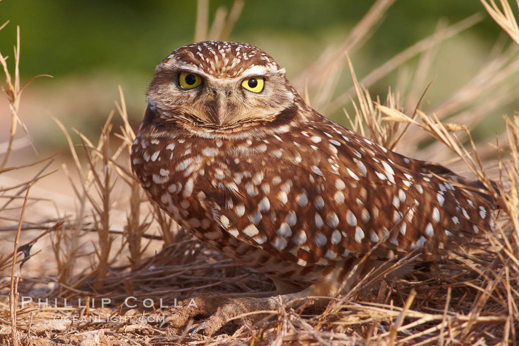 Burrowing owl (Western North American race hypugaea). This 10-inch-tall burrowing owl is standing besides its burrow. These burrows are usually created by squirrels, prairie dogs, or other rodents and even turtles, and only rarely dug by the owl itself. Salton Sea, Imperial County, California, USA, Athene cunicularia, Athene cunicularia hypugaea, natural history stock photograph, photo id 22482