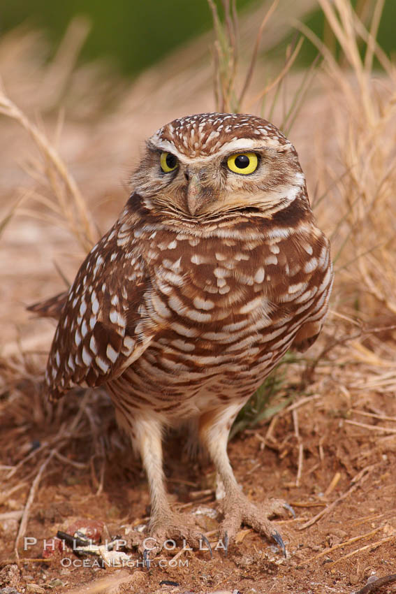 Burrowing owl (Western North American race hypugaea). This 10-inch-tall burrowing owl is standing besides its burrow. These burrows are usually created by squirrels, prairie dogs, or other rodents and even turtles, and only rarely dug by the owl itself. Salton Sea, Imperial County, California, USA, Athene cunicularia, Athene cunicularia hypugaea, natural history stock photograph, photo id 22486