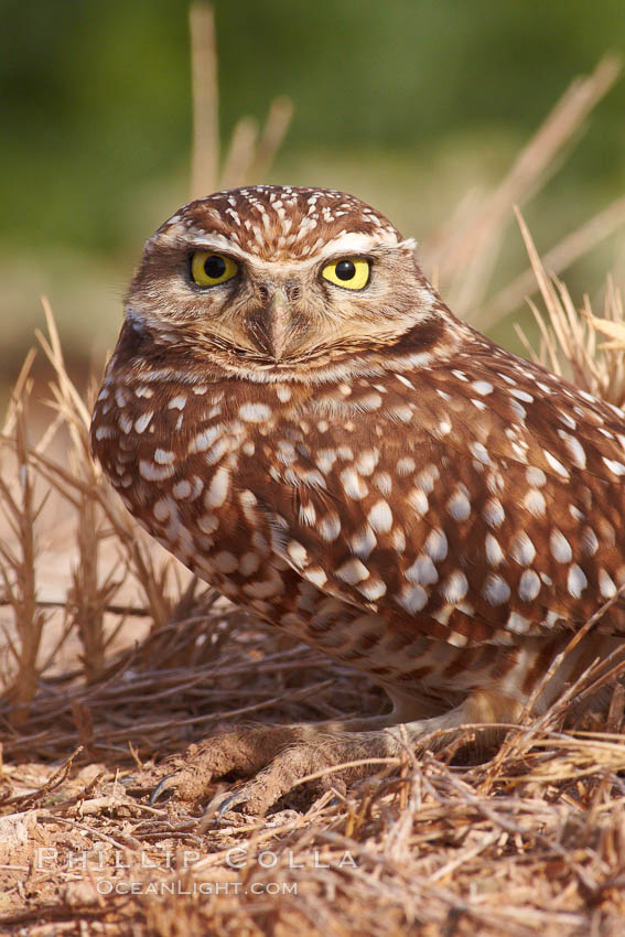 Burrowing owl (Western North American race hypugaea). This 10-inch-tall burrowing owl is standing besides its burrow. These burrows are usually created by squirrels, prairie dogs, or other rodents and even turtles, and only rarely dug by the owl itself. Salton Sea, Imperial County, California, USA, Athene cunicularia, Athene cunicularia hypugaea, natural history stock photograph, photo id 22522