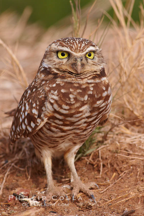 Burrowing owl (Western North American race hypugaea). This 10-inch-tall burrowing owl is standing besides its burrow. These burrows are usually created by squirrels, prairie dogs, or other rodents and even turtles, and only rarely dug by the owl itself. Salton Sea, Imperial County, California, USA, Athene cunicularia, Athene cunicularia hypugaea, natural history stock photograph, photo id 22526