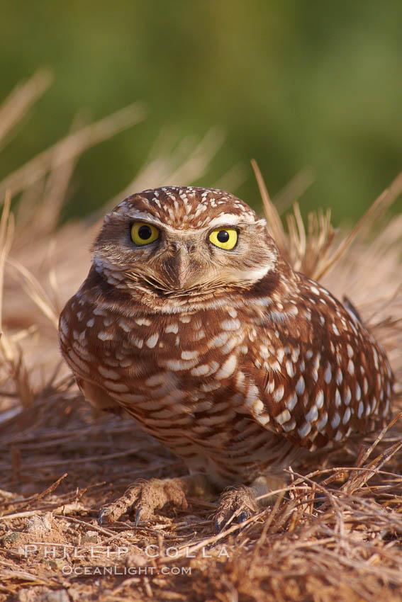 Burrowing owl (Western North American race hypugaea). This 10-inch-tall burrowing owl is standing besides its burrow. These burrows are usually created by squirrels, prairie dogs, or other rodents and even turtles, and only rarely dug by the owl itself. Salton Sea, Imperial County, California, USA, Athene cunicularia, Athene cunicularia hypugaea, natural history stock photograph, photo id 22480