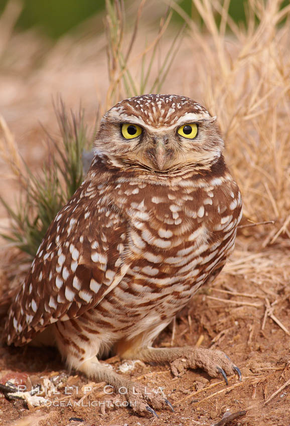 Burrowing owl (Western North American race hypugaea). This 10-inch-tall burrowing owl is standing besides its burrow. These burrows are usually created by squirrels, prairie dogs, or other rodents and even turtles, and only rarely dug by the owl itself. Salton Sea, Imperial County, California, USA, Athene cunicularia, Athene cunicularia hypugaea, natural history stock photograph, photo id 22484